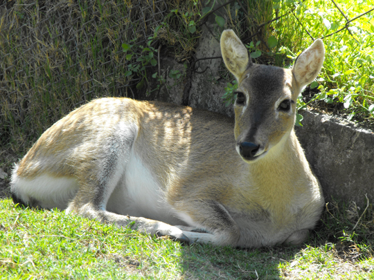 Una delle cerve pi belle, scoperta nello zoo di Montevideo.